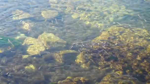 海里的一群鱼 水下的鱼 — 图库视频影像