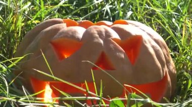 Cadılar bayramı balkabağı. Ekim 'de çekim.