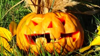 Cadılar bayramı balkabağı. Ekim 'de çekim.