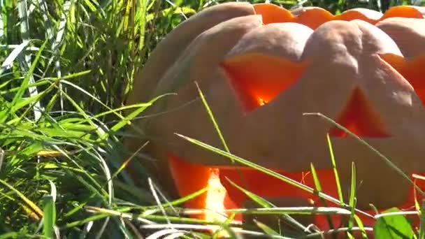 Gruseliger Halloween Kürbis Dreharbeiten Oktober — Stockvideo