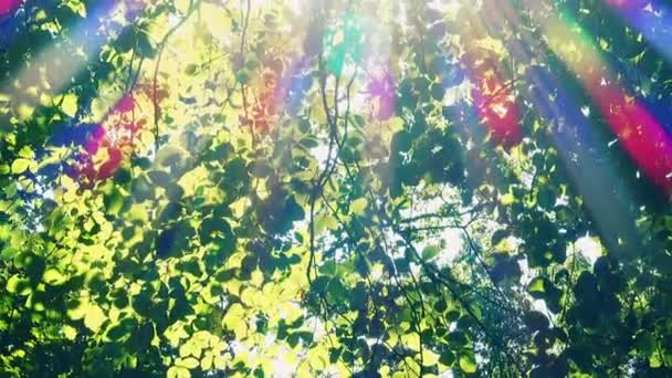 阳光穿过树叶发出的光芒 — 图库视频影像