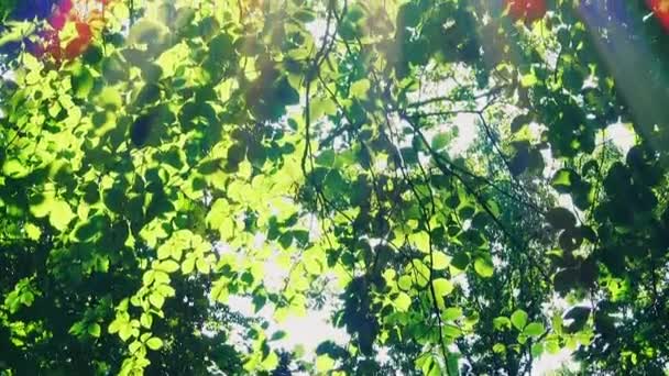 Sonnenstrahlen Durch Blätter Von Bäumen — Stockvideo