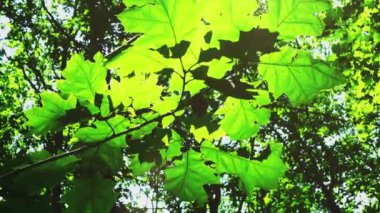 Güneş ışınları ağaçların yaprakları arasında.