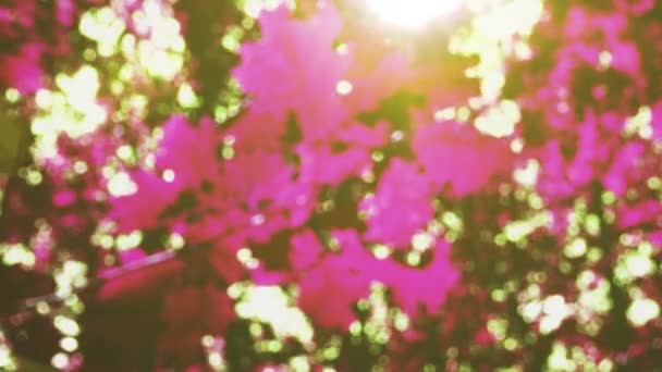 Промені Сонця Через Листя Дерев Межами Фокусу — стокове відео