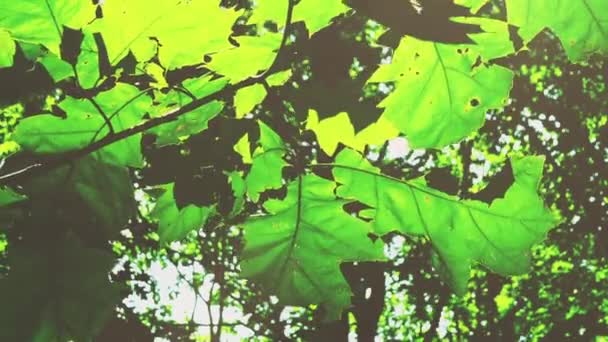 Ακτίνες Του Ήλιου Μέσα Από Φύλλα Δέντρων — Αρχείο Βίντεο