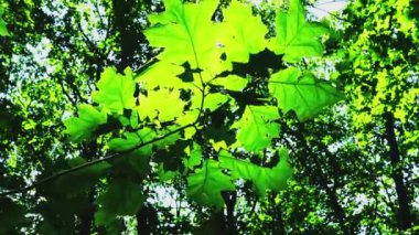 Güneş ışınları ağaçların yaprakları arasında.