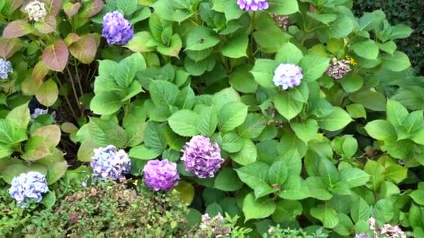 Blumen Auf Dem Beet Schießen Bewegung — Stockvideo