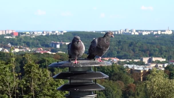 Pombos Sentam Uma Lanterna Fundo Cidade — Vídeo de Stock