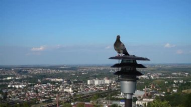 Güvercinler şehrin arka planında bir fenerin üzerinde otururlar. Yavaş çekim.