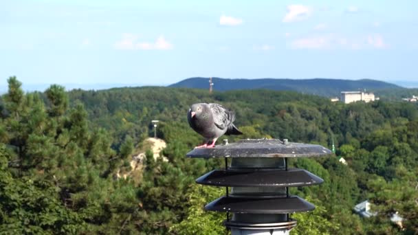 Pigeons Assis Sur Une Lanterne Arrière Plan Ville — Video