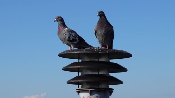 Pigeons Assis Sur Une Lanterne Arrière Plan Ville — Video