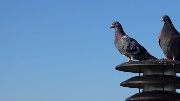 Güvercinler Şehrin Arka Planında Bir Fenerin Üzerinde Otururlar — Stok video