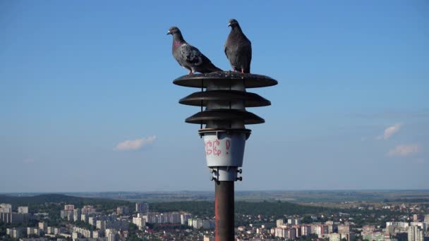 Pombos Sentam Uma Lanterna Fundo Cidade — Vídeo de Stock