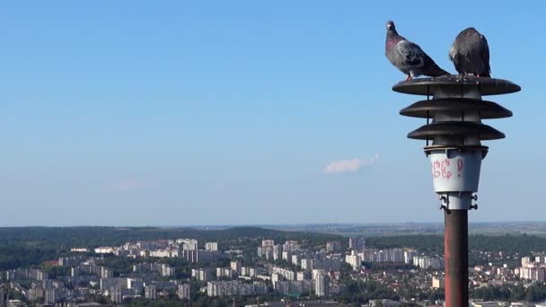 Pigeons Assis Sur Une Lanterne Arrière Plan Ville — Video