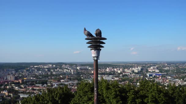 비둘기들 도시의 배경에 불위에 — 비디오