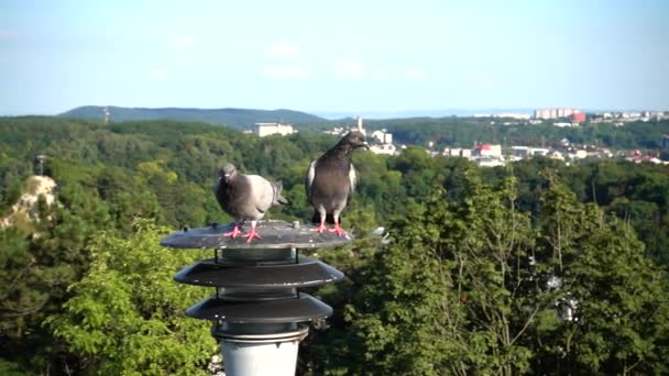 Duer Sitter Lykt Bakgrunnen Byen Langsom Bevegelse – stockvideo