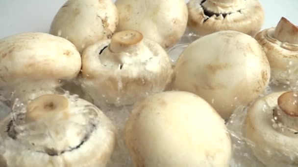 Cogumelos Champignon Salpicos Água Movimento Lento — Vídeo de Stock