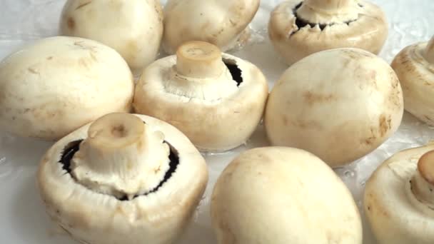 Cogumelos Champignon Salpicos Água Movimento Lento — Vídeo de Stock