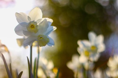 Güneşli bir günde nergis çiçeği toplar
