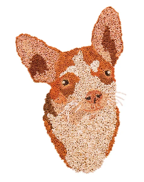 Chihuahua Wykonane Ryżu Pszenicy Kasza Gryczana Białym Tle Ziarna Malowane — Zdjęcie stockowe