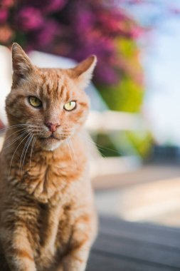 Yaşlı turuncu kedi büyük bir evin bahçesinde kameraya yoğun bir şekilde bakıyor.