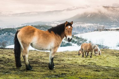 Vahşi kahverengi at, arka planında karlı Pireneler olan diğer atlarla bir tarlada duruyor.