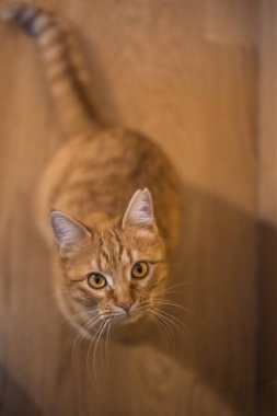 Turuncu sevimli kedi parke zemininde oturmuş kameraya bakıyor gibi bir insana bakıp yemeğini bekliyor.