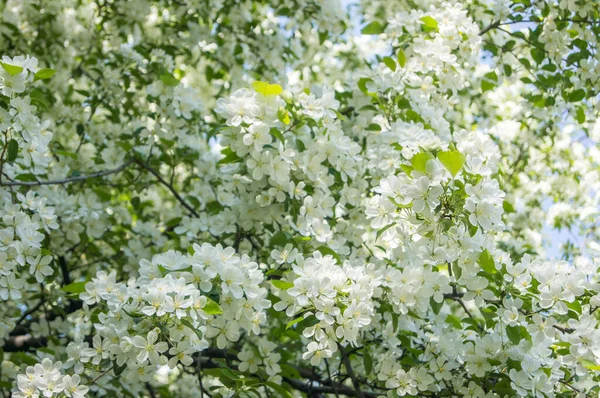 Blooming Apple Tree Spring — Stock Photo, Image