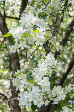 Baharda çiçek açan elma ağacı