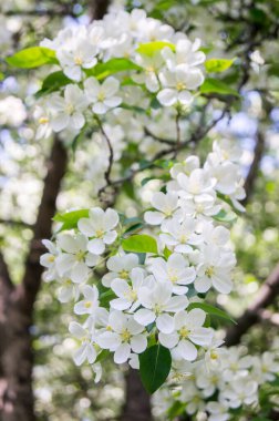 Baharda çiçek açan elma ağacı