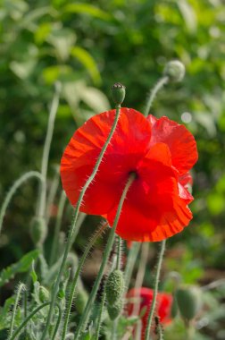 Çiçekli kırmızı gelincikler tarlada