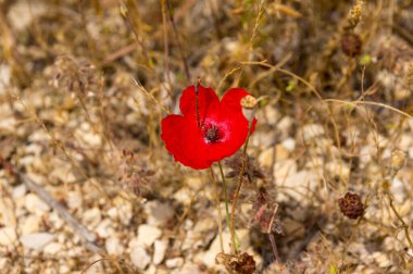 İsrail tepelerinde yalnız gelincik çiçeği