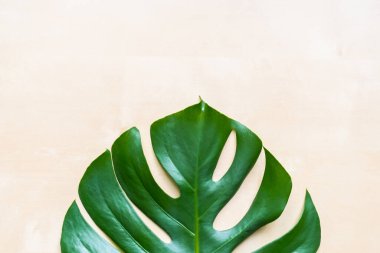 Yaz kompozisyonu. Ahşap arka plandaki metnin için fotokopi yeri olan yeşil canavar yaprağı. Düz yatış, üst görünüm.