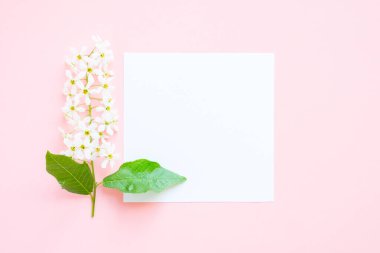 Yaz ve bahar kompozisyonu. Çiçekli kuş kirazı dalı, pembe arka planda beyaz kağıt. Yaz ve bahar konsepti. Düz konum, üst görünüm, kopyalama alanı.