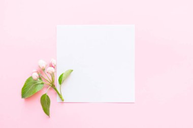 Yaz ve bahar kompozisyonu. Çiçek açan bir elma ağacının dalı, pembe arka planda beyaz kağıt. Yaz ve bahar konsepti. Düz konum, üst görünüm, kopyalama alanı.