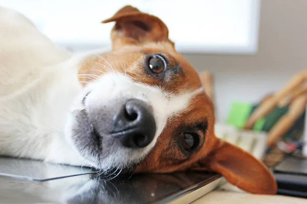 Jack Russell Terrier Werd Wakker Een Quarantaine Geplaatst Bureaublad Kunt — Stockfoto