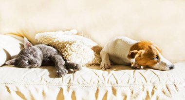 Jack Russell köpek yavrusu güneşli bir bahar gününde gri bir kediyle kanepede uyuyor.