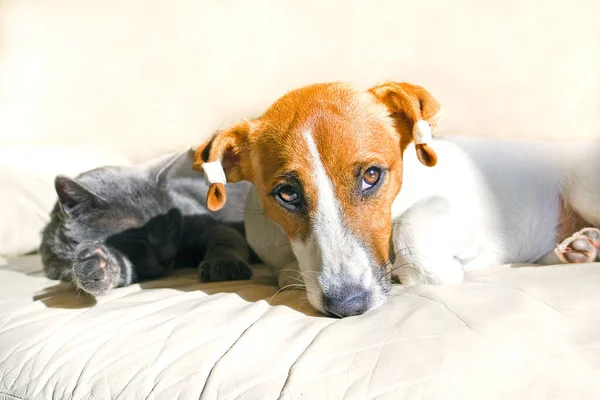 Jack Russell Cachorro Está Acostado Sofá Día Soleado — Foto de Stock