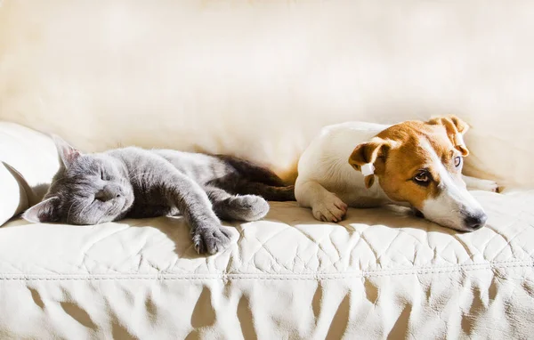 Jack Russell, güneşli bir bahar gününde gri uyuyan bir kediyle kanepede yatıyor.