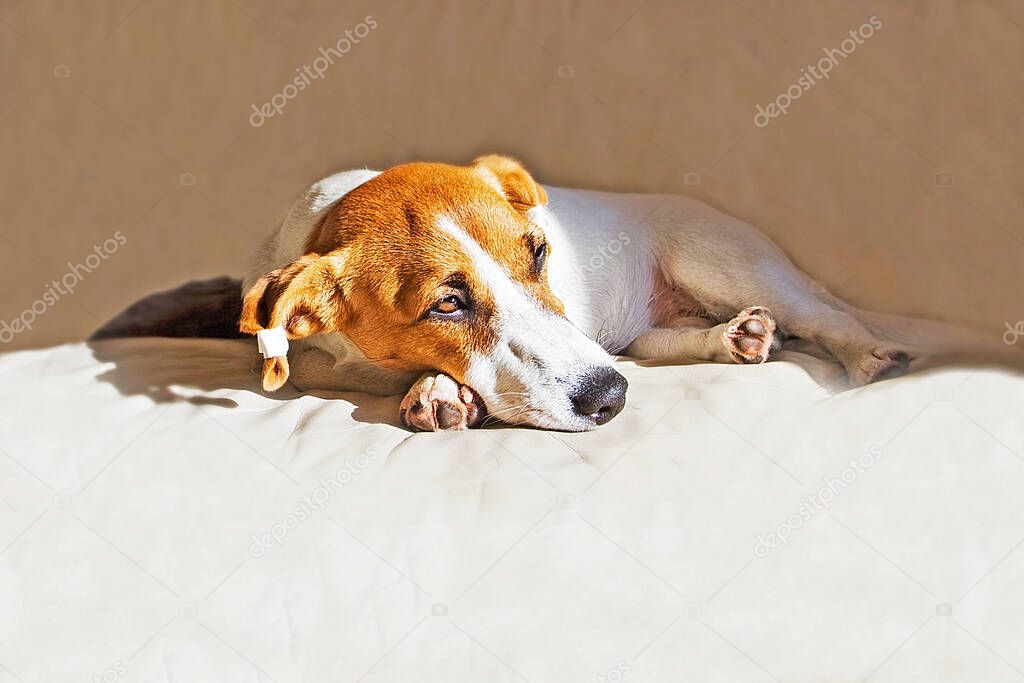 Jack Russell puppy is lying on the couch and sad on a sunny spring day