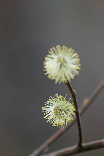 Gren Vilken Två Fluffiga Blommande Gula Sälar Solig Dag Naturlig — Stockfoto