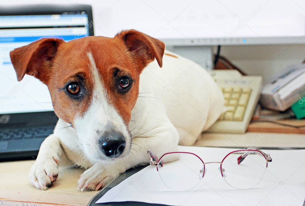 Jack Russell Terrier is lying on a working designer desk with glasses. Planning. Quarantine, Covid 19. Coronovirus in the world. Self isolation