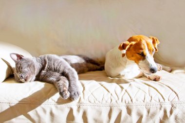 Jack Russell köpek yavrusu ve gri kedi yürüyüşten sonra deri bir kanepede uyuyorlar.