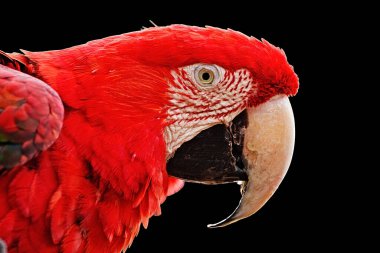 Siyah arka plandaki en büyük papağan başı.