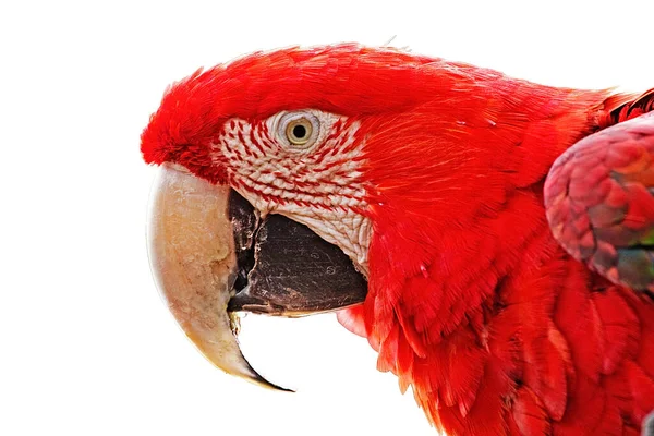 Cabeça Maior Arara Papagaio Fundo Branco — Fotografia de Stock