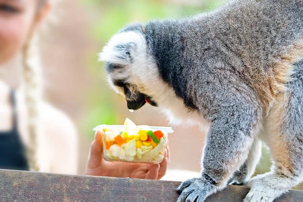 Katzenmaki Nimmt Dem Menschen Das Leckerli Aus Der Hand — Stockfoto