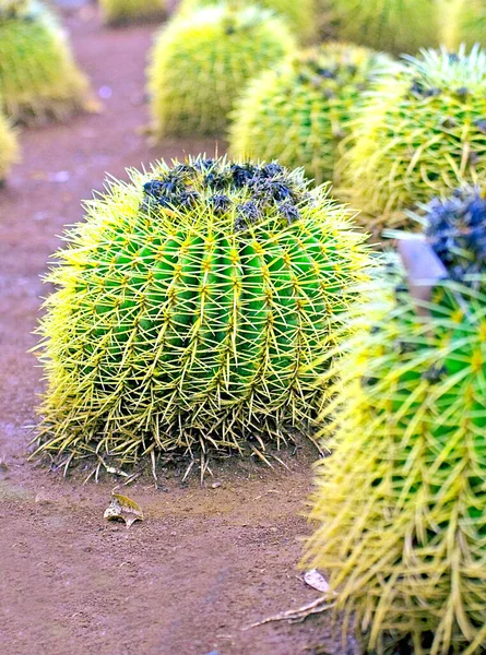 Glochidia Kakteen Einem Park Auf Teneriffa — Stockfoto