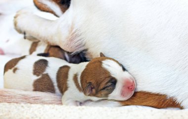  Küçük yavrular Jack Russell annelerinin yanında birbirlerine sokulup uyuyorlar..