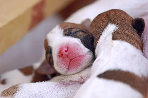 Dois Cachorrinhos Jack Russell Estão Dormindo Juntos Perto Sua Mãe — Fotografia de Stock