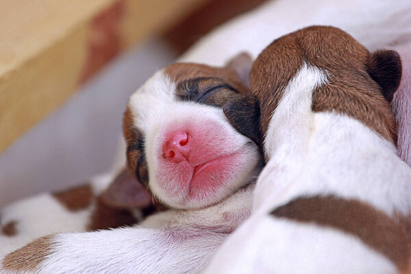 two little puppies Jack Russell are sleeping huddled together near their mom.